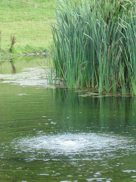 Aerator stone in a lake ( aquapic)