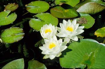 Nymphaea 'Gladstoniana'   aquapic