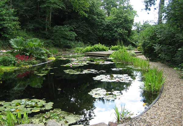 Lush marginal planting irises and lilies  aquapic