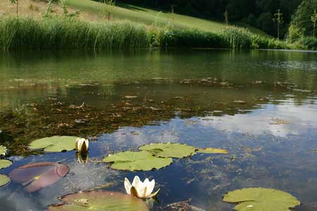 Lake planting with native Nymphaea alba  aquapic