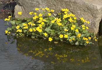 Marsh Marigold/Kingcup, Caltha_palustris  aquapic