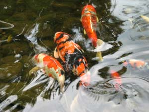 Koi ( aquapic)